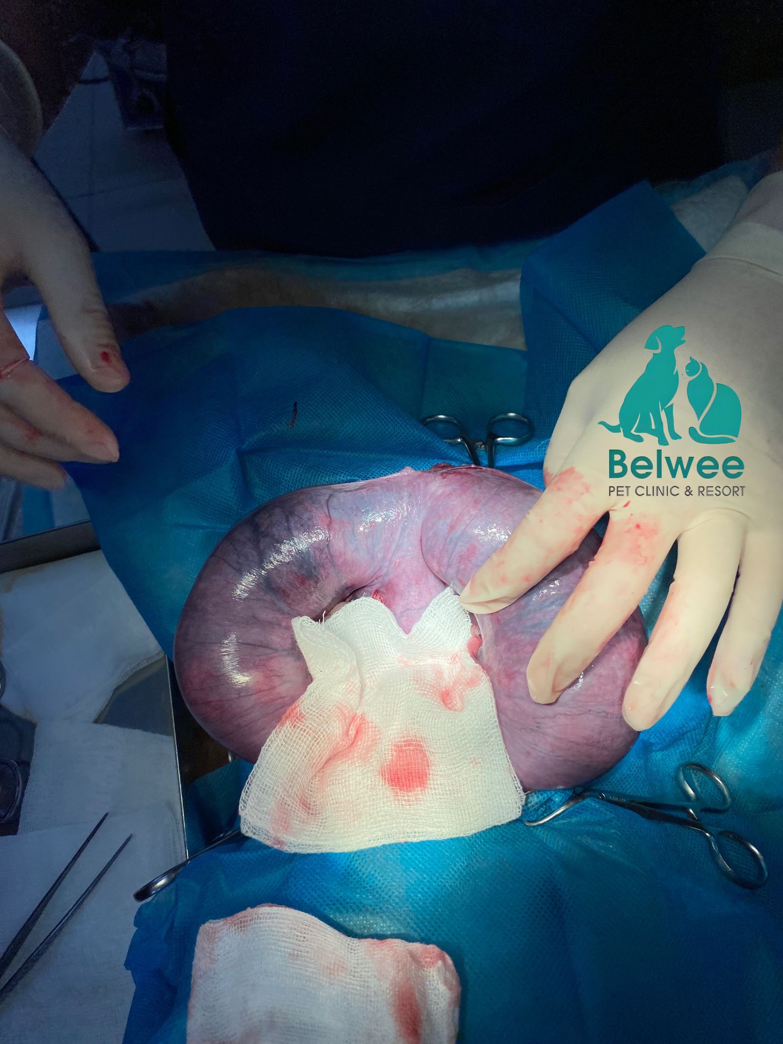 Điều trị - phẫu thuật Viêm tử cung trên chó mèo Belwee