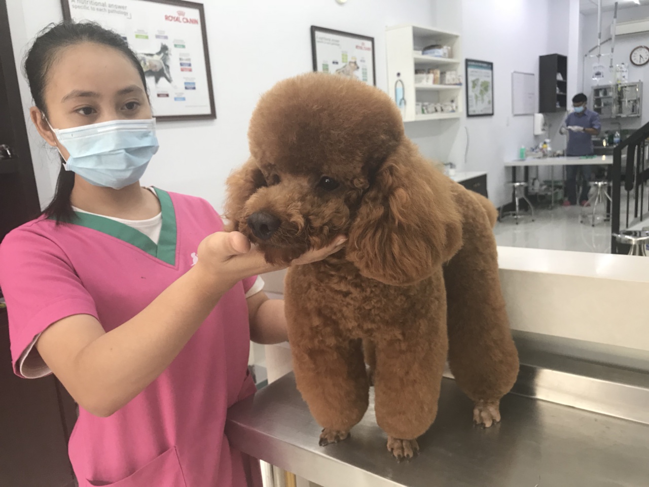 Ngoài điều trị bệnh, Belwee còn chăm sóc cắt tỉa long, spa cho thú cưng của Quý khách
