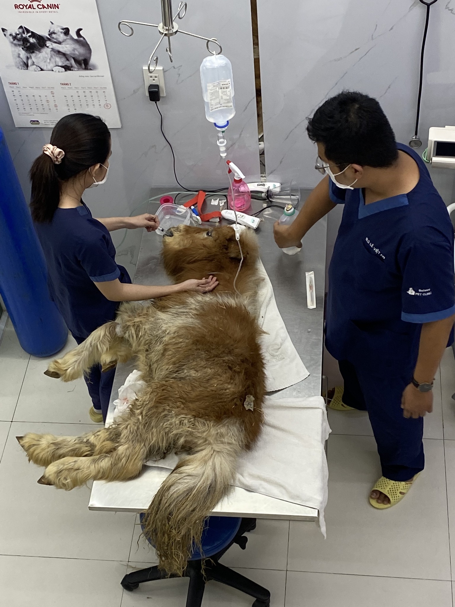 Nếu Quý khách đang tìm phòng khám thú y gần đây nhất, hệ thống phòng khám thú y Belwee trong thành phố Hồ Chí Minh có thể gần quý khách nhất giúp Quý khách tiện lợi đưa thú cưng đi khám và điều trị tại phòng khám thú y hàng đầu tại TpHCM