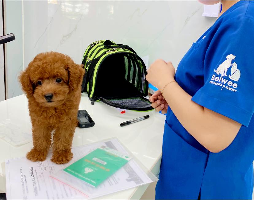Tại bệnh viện thú y Belwee, chúng tôi không chỉ đảm bảo rằng thú cưng sẽ được chăm sóc tốt nhất mà còn đưa ra một loạt các dịch vụ xuất cảnh chuyên nghiệp và tiện ích để đảm bảo một hành trình mạnh mẽ và an toàn với tỷ lệnh xuất cảnh thành công cao