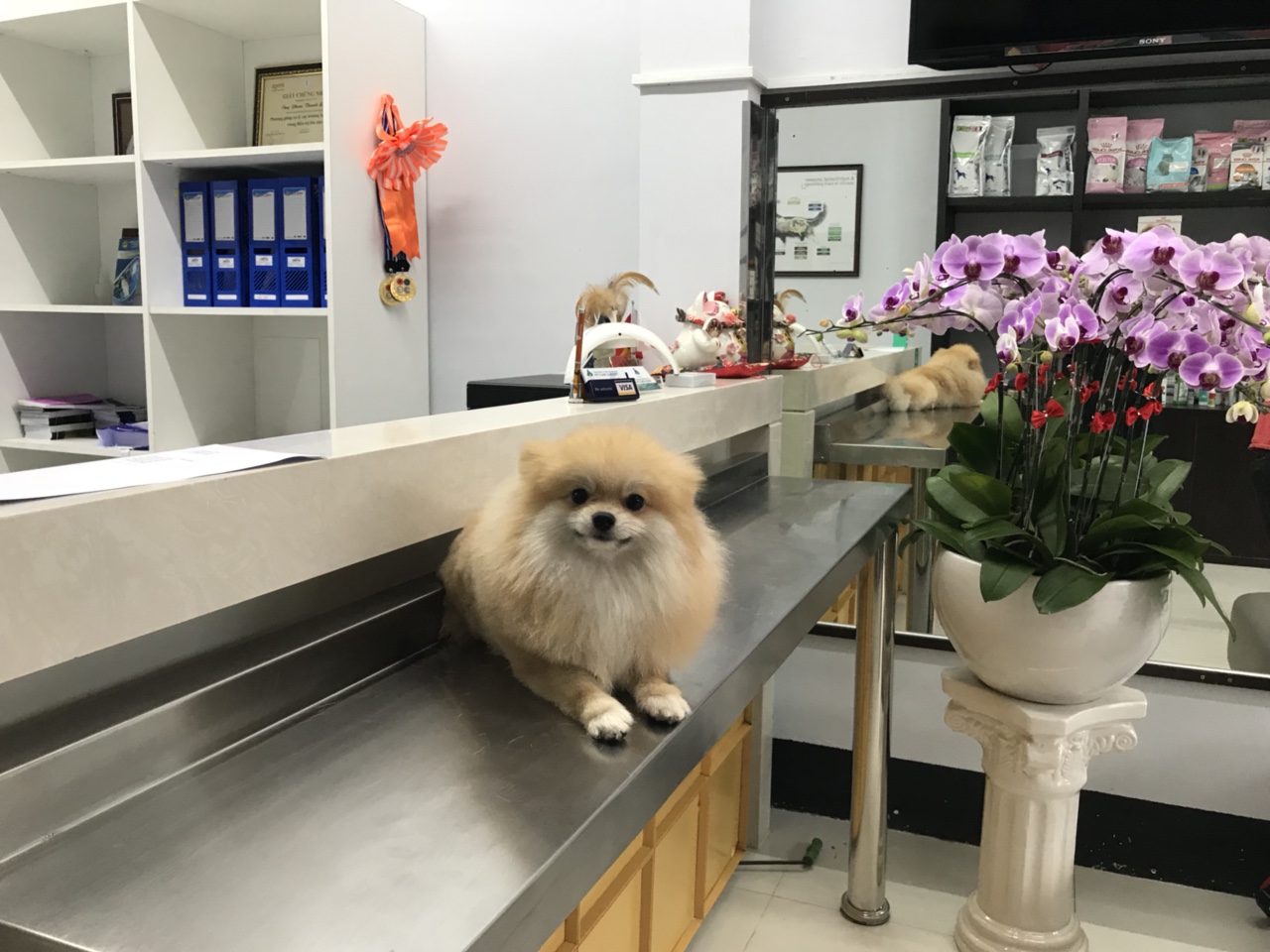 Belwee cơ sở 2 địa chỉ 160 Xô Viết Nghệ Tĩnh, P.21, Q. Bình Thạnh, TpHCM là một trong những phòng khám thú y quận Bình Thạnh có đầy đủ dịch vụ chăm sóc và điều trị bệnh cho thú cưng chuyên nghiệp