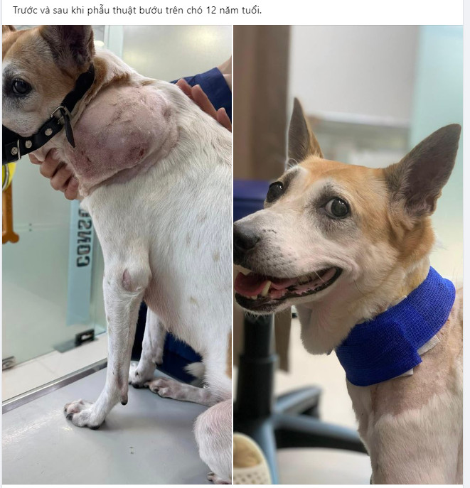 Sau đây là hình ảnh phẩu thuật khối u cổ cho bé chó tại phòng khám thú y Belwee TpHCM, hình ảnh trước và sau phẩu thuật
