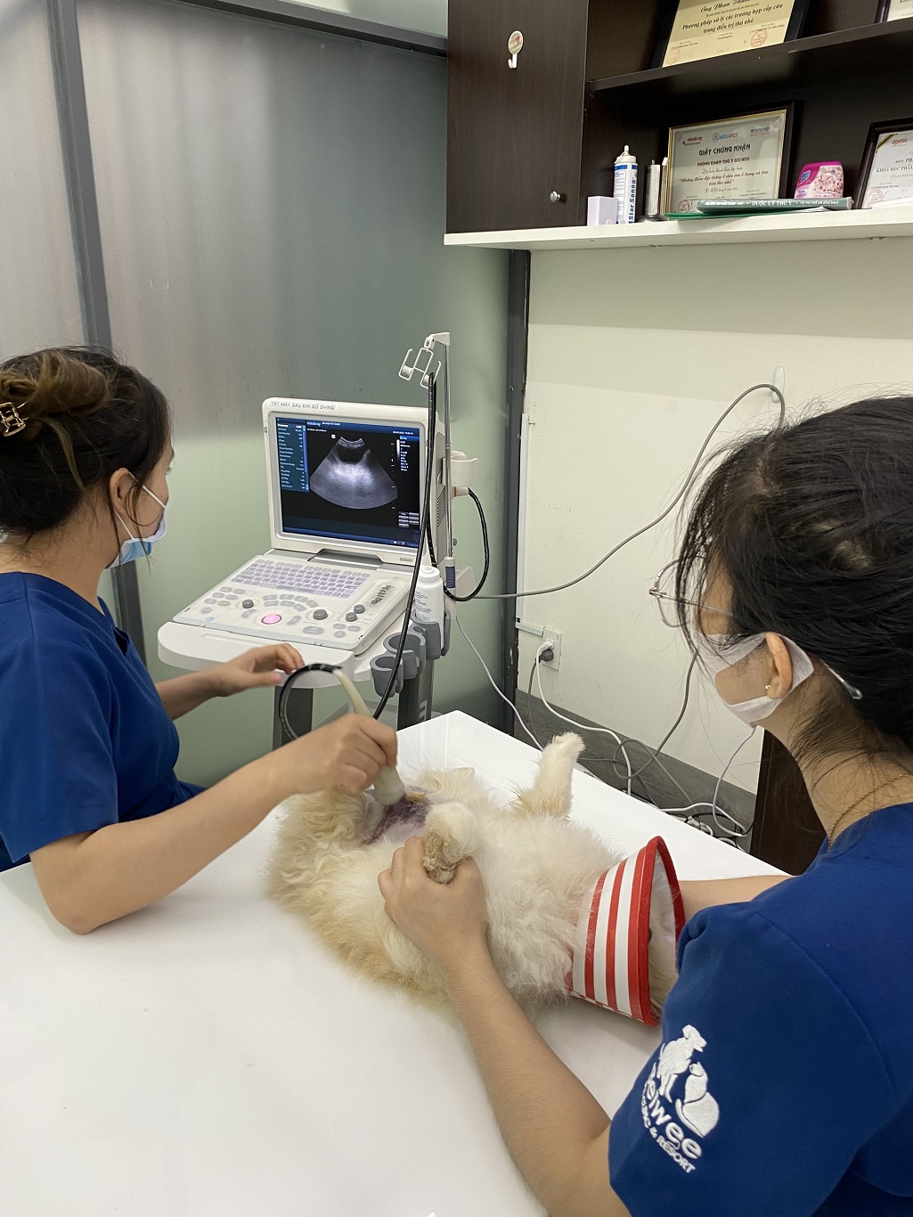 Giới thiệu phòng khám thú y, chăm sóc thú cưng Belwee quận Gò Vấp