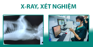 X-Ray - Xét nghiệm
