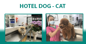 Hotel Dog & Cat