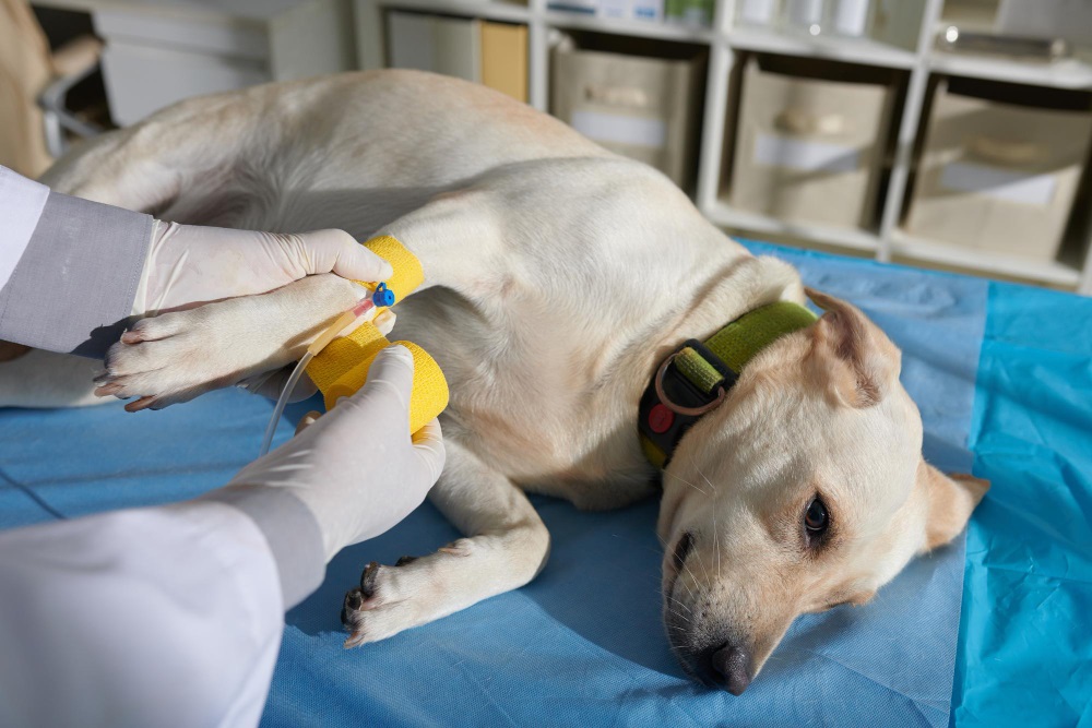 Các bệnh thường gặp ở chó và cách phòng ngừa - BS Thú Y