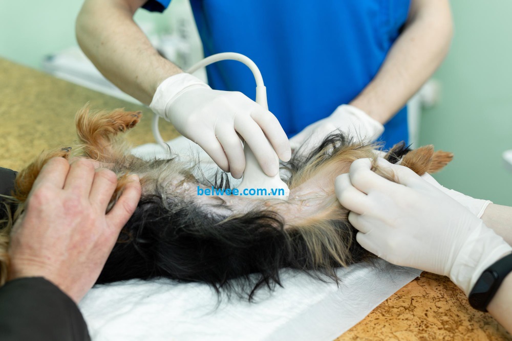 Phòng khám thú y của chúng tôi tự hào là địa điểm cung cấp dịch vụ nội soi chó mèo, nội soi thúy y hàng đầu. Chúng tôi hiểu rõ tầm quan trọng của việc chẩn đoán chính xác và điều trị hiệu quả các bệnh lý trong thú y. Với đội ngũ y bác sĩ giàu kinh nghiệm và trang thiết bị hiện đại, chúng tôi cung cấp các dịch vụ nội soi tiên tiến nhằm đáp ứng nhu cầu chăm sóc y tế cao cấp cho bạn và người bạn lông xinh của bạn.