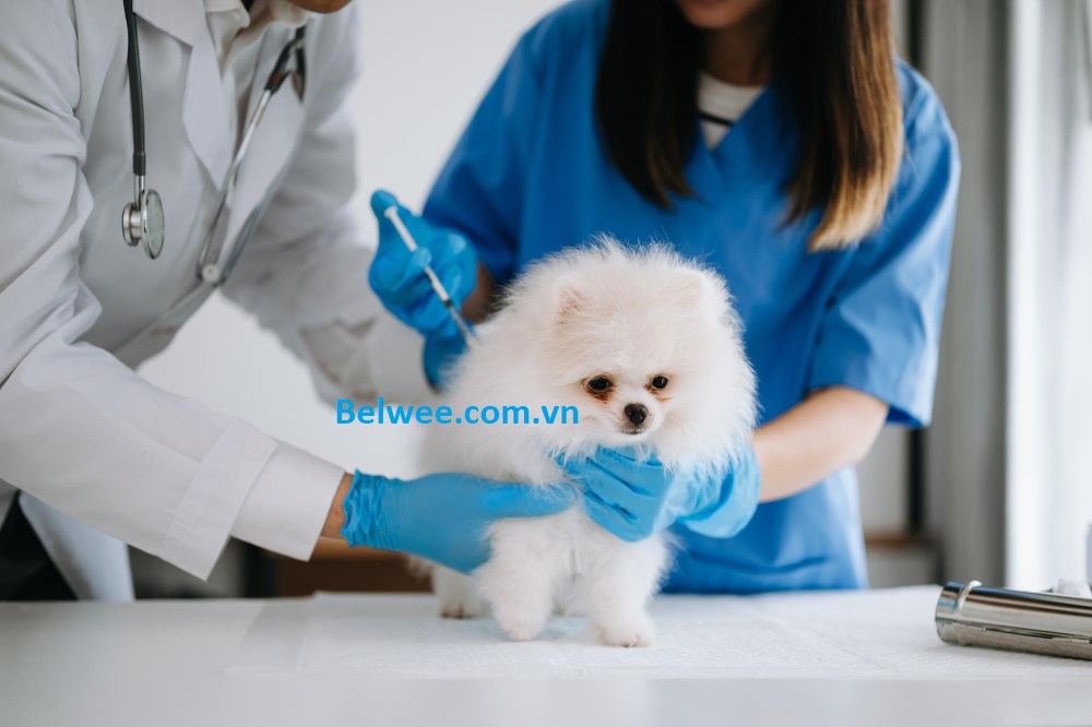 Giới thiệu bệnh viện thú y Belwee Tp.HCM, nơi chăm sóc toàn diện cho thú cưng của bạn