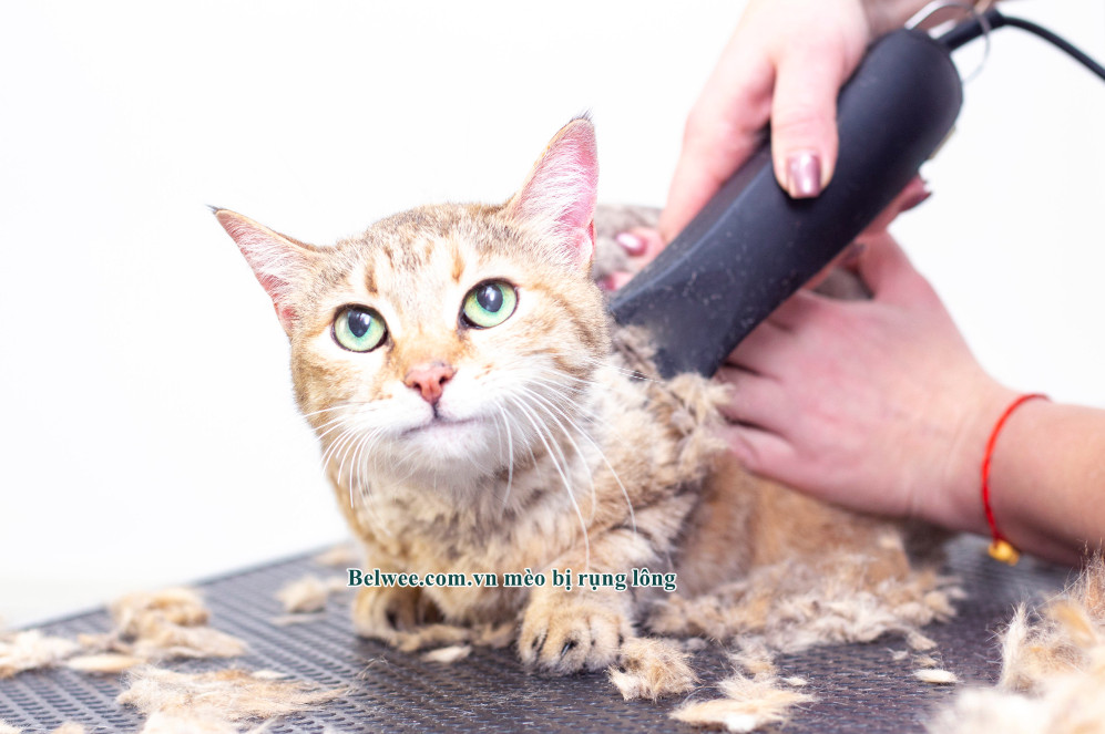Nguyên nhân mèo bị rụng lông nhiều, cách phòng ngừa, điều trị hiệu quả	